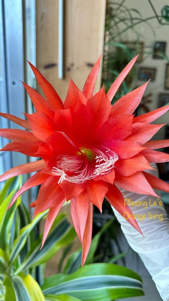 Orange orchid cactus bloom with pointed petals and a yellow-green center
