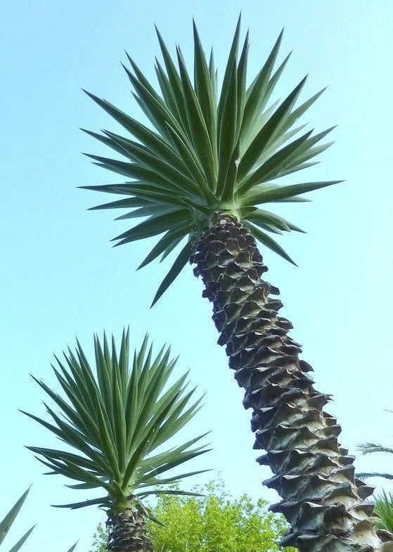 YUCCA ALOIFOLIA, rare Spanish Bayonet  agave garden Dagger Plant seed - 15 SEEDS Garden Plants