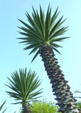 YUCCA ALOIFOLIA, rare Spanish Bayonet  agave garden Dagger Plant seed - 15 SEEDS Garden Plants