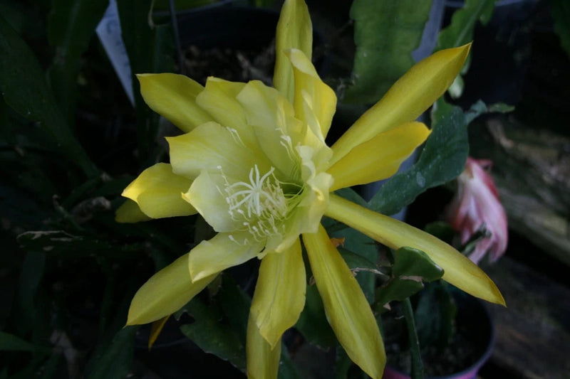 Orchid cactus bloom with yellow petals and green pads