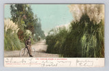 Postcard Pampas Grass in California Posted Oakland 1907 Man Bicycle Pampas Grass