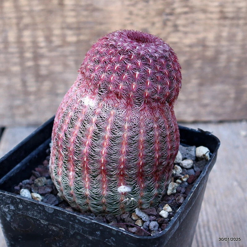 D286 ECHINOCEREUS RIGIDISSIMUS RUBRISPINUS pot9-H10-W7 cm MaMa Cactus Green Plant