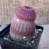 D286 ECHINOCEREUS RIGIDISSIMUS RUBRISPINUS pot9-H10-W7 cm MaMa Cactus Green Plant