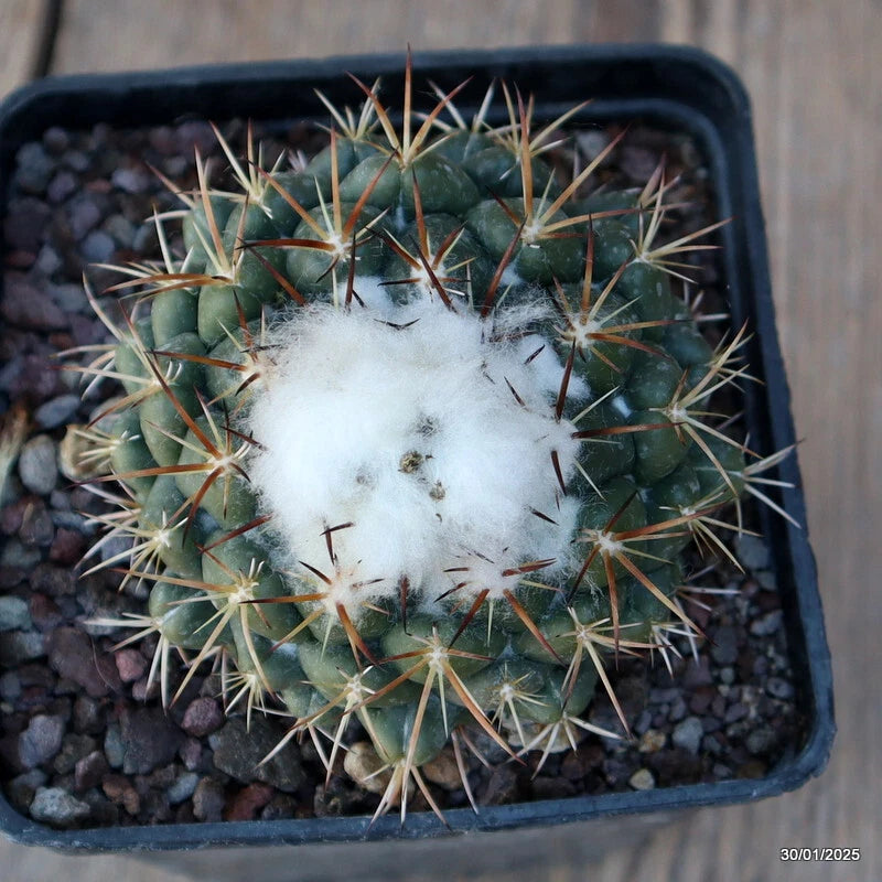 Coryphantha sulcata cactus in black pot, green with long spines and a white fuzzy patch