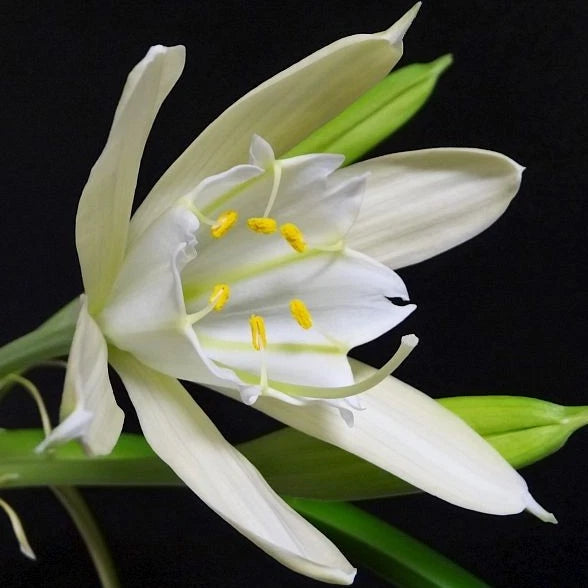 White orchid bloom with yellow center and green leaves