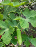 Live Tindora Plant Ð 12Ð16Ó Tall Vine in Half Gallon Pot Ð No Shipping to HI Green Plant