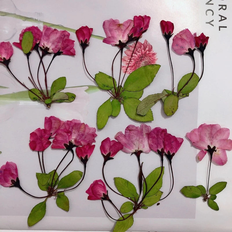 Pressed flower set (12) with red and pink blooms and green leaves, flat botanical pieces