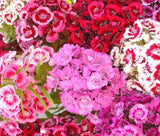 SWEET WILLIAM Dianthus Barbatus - 5,000 Bulk Seeds Garden Plants