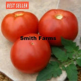 50+ Seeds BHN 602 Tomato Large Juicy Easy to Grow Vegetable Garden Planting Garden Plants