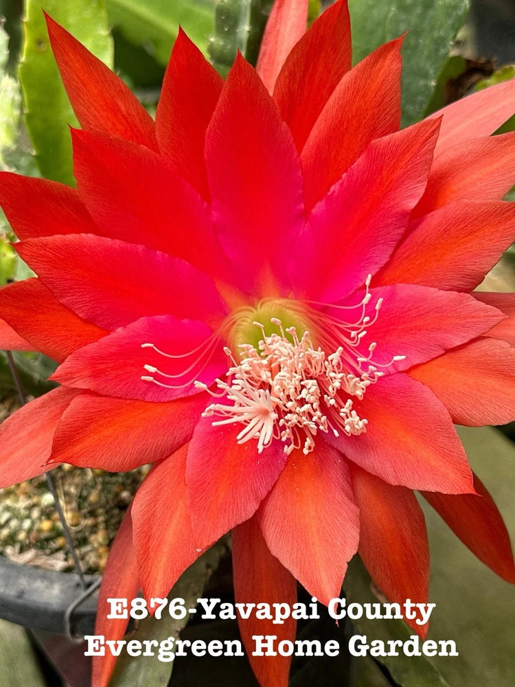Red Epiphyllum orchid cactus flower with pink center detail on small starter pot