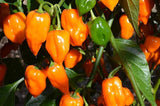 30+ ORANGE HABANERO PEPPER SEEDS NON-GMO FRESH FOR YOUR GARDEN Garden Plants