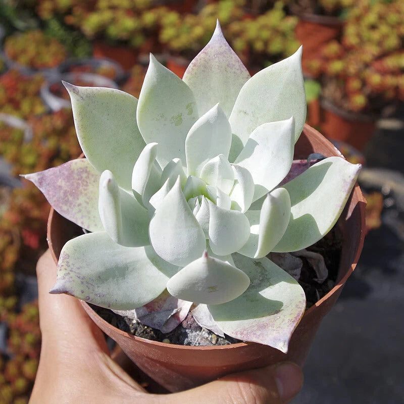 Succulent plant with pale green rosette leaves in a terracotta pot