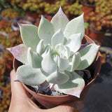 10cm Succulent Plant Dudleya Pulverulenta Crassulaceae Home Garden Beautiful Garden Plants