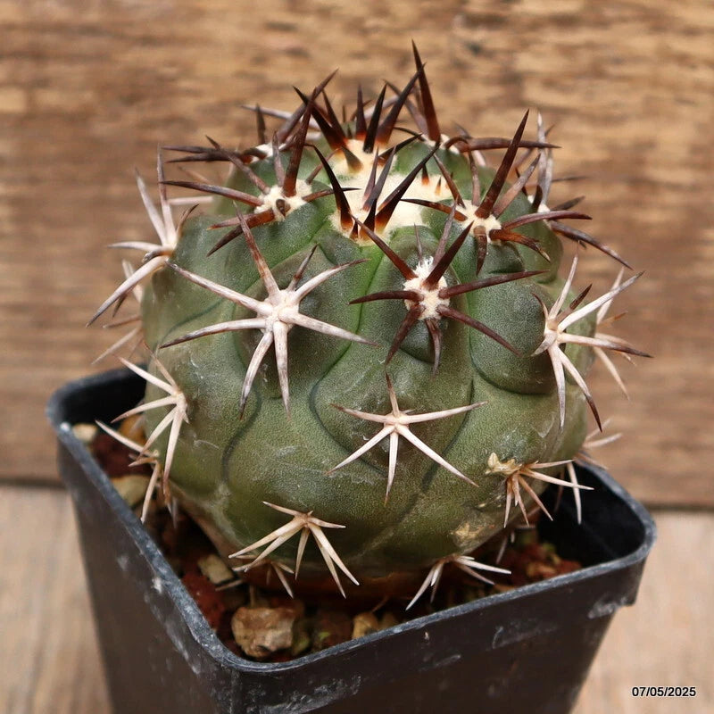 D3909 COPIAPOA ECHINOIDES pot6-H7-W7 cm MaMa Cactus Green Plant