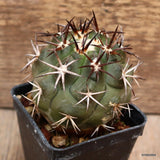 D3909 COPIAPOA ECHINOIDES pot6-H7-W7 cm MaMa Cactus Green Plant