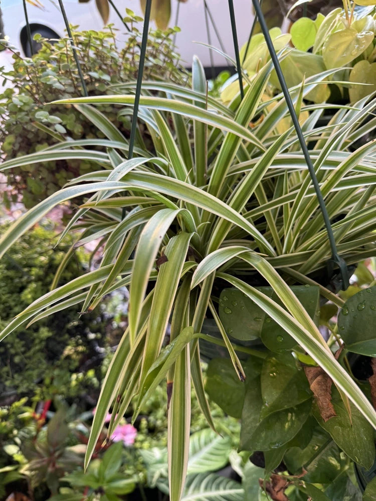 Spider plant in pot with long arching green-and-cream striped leaves