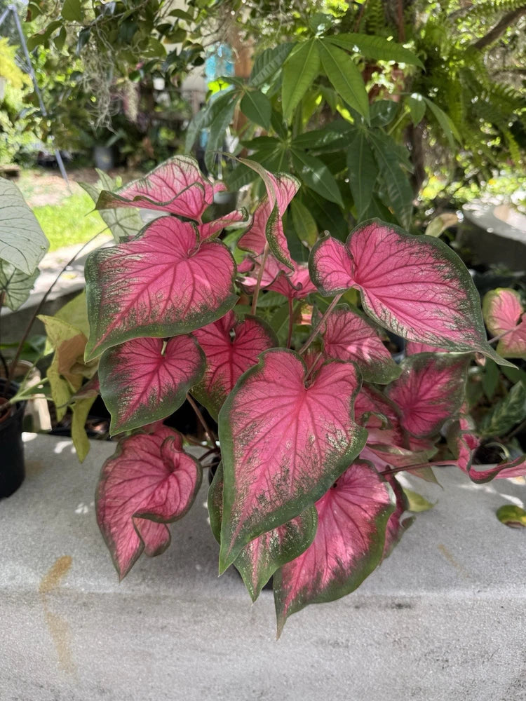 Caladium bicolor plant with pink arrowhead leaves and dark red speckled veins