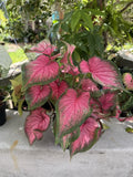 Caladium bicolor Plant Orchids