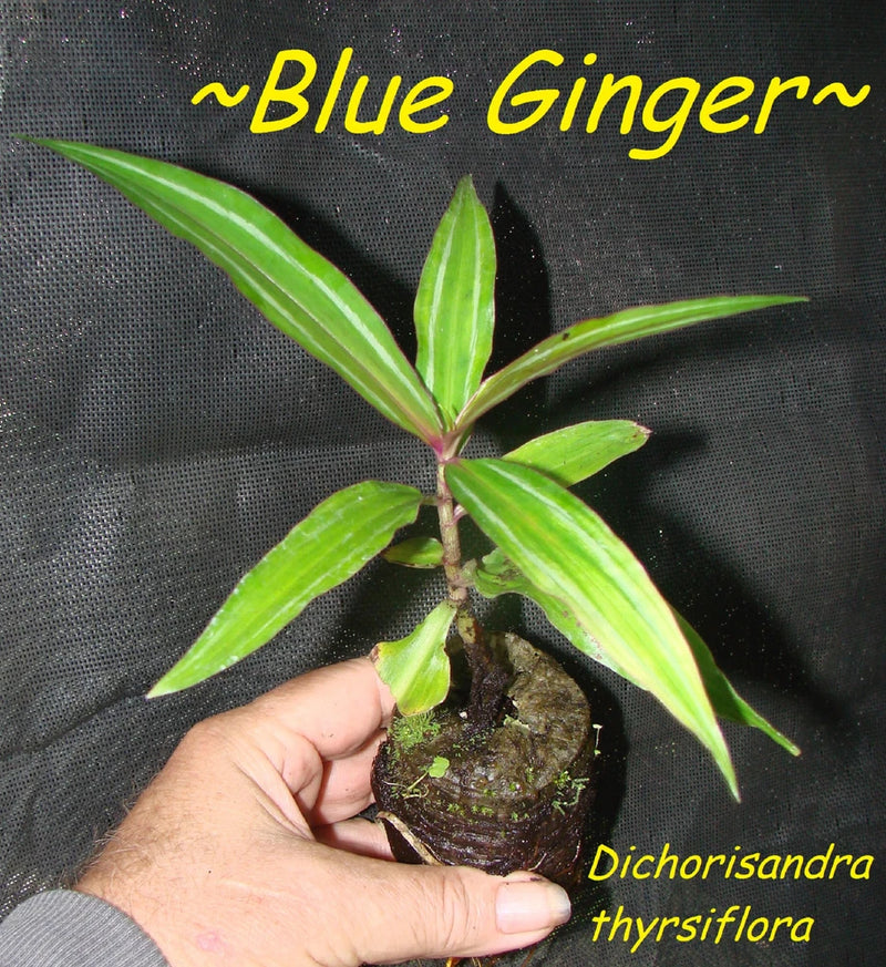 Dichorisandra thyrsiflora small starter plant in pot with green pointed leaves