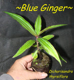 ~SAPPHIRE BLUE GINGER~ Gorgeous Dichorisandra thyrsiflora Small STARTER PLANT Orchids