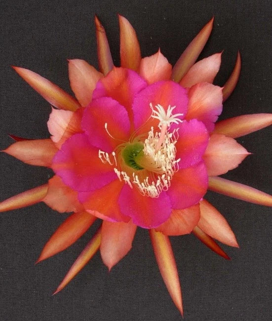 Orchid cactus flower with bright pink and orange spiked petals and a yellow center