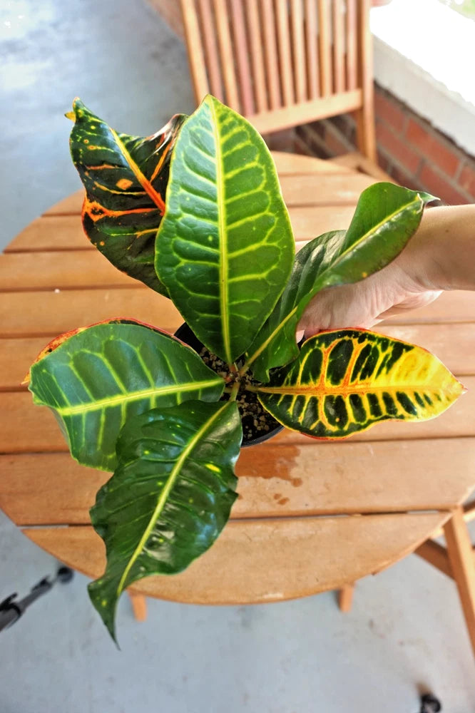 Variegated croton plant with broad green leaves and yellow pinstripes