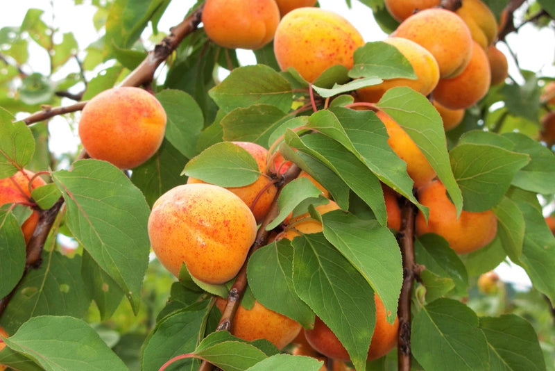 5 COMMON APRICOT Fruit Tree Prunus Armeniaca White Pink Flower Seeds Flowering Plants