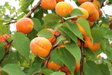 5 COMMON APRICOT Fruit Tree Prunus Armeniaca White Pink Flower Seeds Flowering Plants