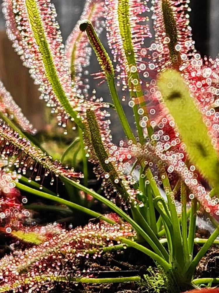 SUNDEW 4 Pack- (LIVE CARNIVOROUS PLANT)- Drosera Capensis Green Plant