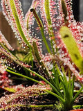 SUNDEW 4 Pack- (LIVE CARNIVOROUS PLANT)- Drosera Capensis Green Plant