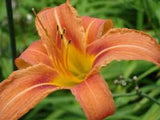 3 Orange Daylily Hemerocallis fulva Orange Bare Root Wildflower Orchids