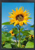E9724 Flowers Sunflower PU1989 postcard Sunflower