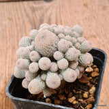 D7015 EPITHELANTHA POLYCEPHALA pot7-H7-W7 cm MaMa Cactus Green Plant