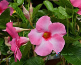 100 Seeds Mandevilla Pink Rocktrumpet Fragrant Flowers Evergreen Flowering Vines Flowering Plants