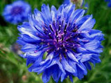 DWARF BLUE BACHELOR BUTTON 100 SEEDS  BEAUTIFUL FLOWER, BORDER FLOWER Flowering Plants