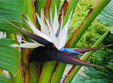 1 PC 2Ó POT WHITE BIRD OF PARADISE PLANT BEST GIFT LIVE PLANT GUARANTEED Flowering Plants