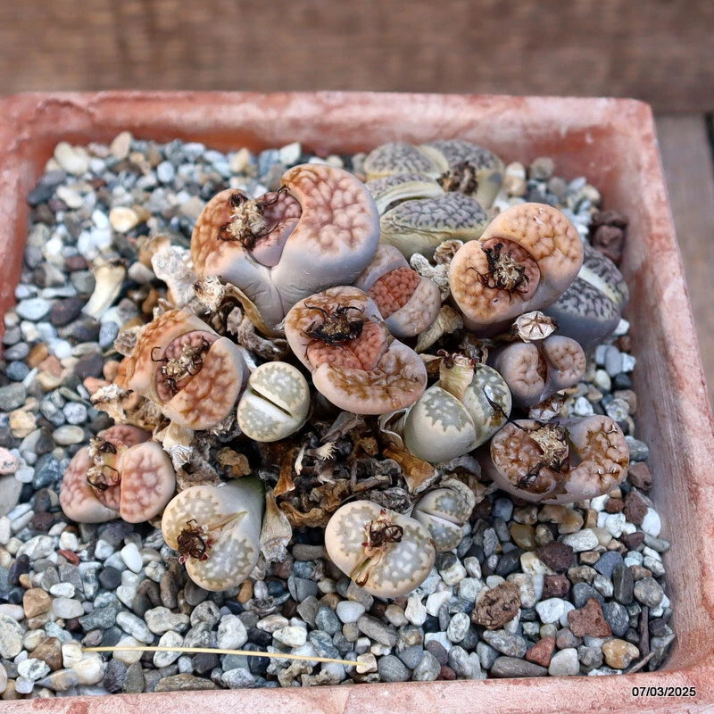 Lithops succulent cluster in a small pot with gray and brown oval leaves on gravel