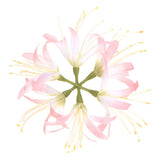 Artificial Flower Heads (7 Inch, Pink) 1 PCS - Spider Lily Silk Flowers Lily