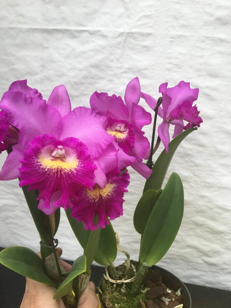 (280-1) Pot.Hsinying Pink Doll Hsinying (Little Mermaid xLisinan Dancer )  MS Orchids