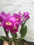 (280-1) Pot.Hsinying Pink Doll Hsinying (Little Mermaid xLisinan Dancer )  MS Orchids