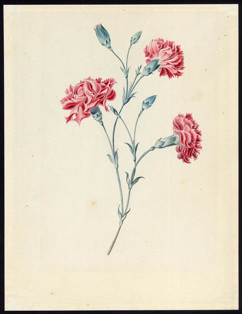 Antique botanical drawing of pink carnations on cream paper
