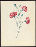 Antique Drawing-CARNATIONS-Anonymous-1794 Carnation
