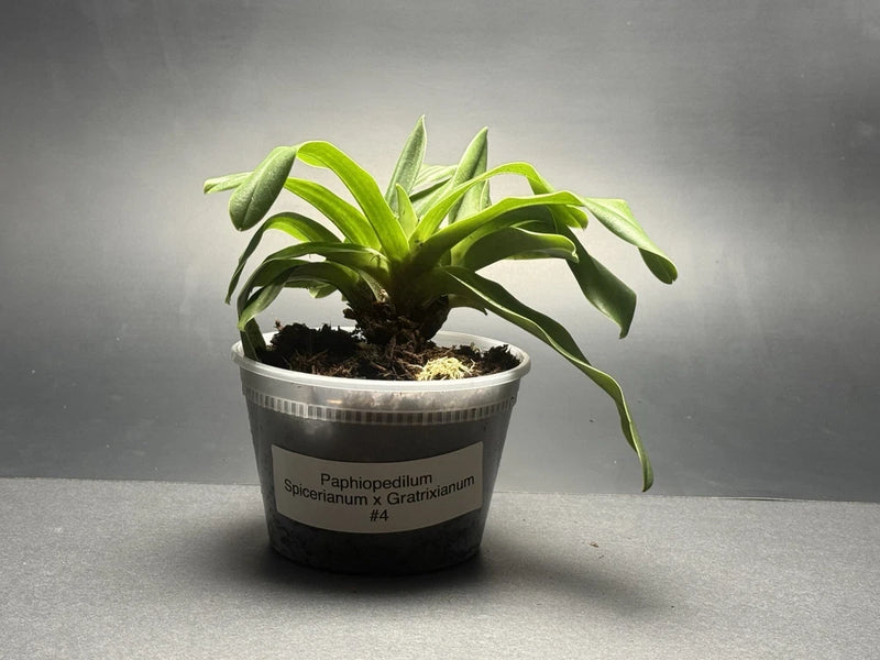 Blooming orchid plant in round pot, green strap leaves, size 4