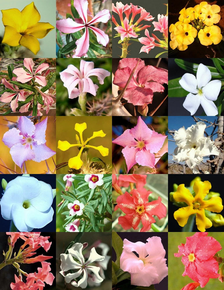 PACHYPODIUM variety MIX magadascar palm rare caudex desert bonsai cacti 25 seeds Garden Plants