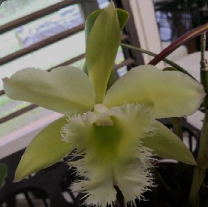 Green orchid flower with fringed white lip