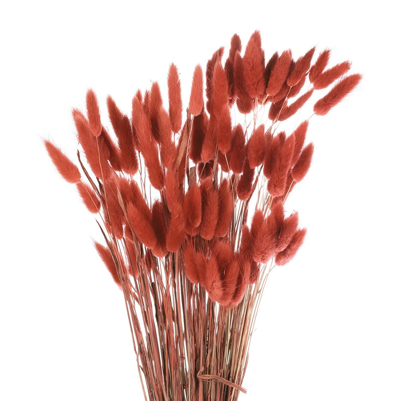 120pcs Natural Bunny Tails Dried Flowers 24" Mini Pampas Grass, Brown Pampas Grass