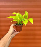 Neon Plant in 4" Pot | Devils Ivy | Live Indoor Vine | Easy Care | Air Purifying Orchids