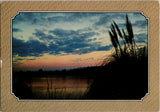 Postcard John Gronert Photography Pampas Down Pampas Grass at Sunset Pampas Grass