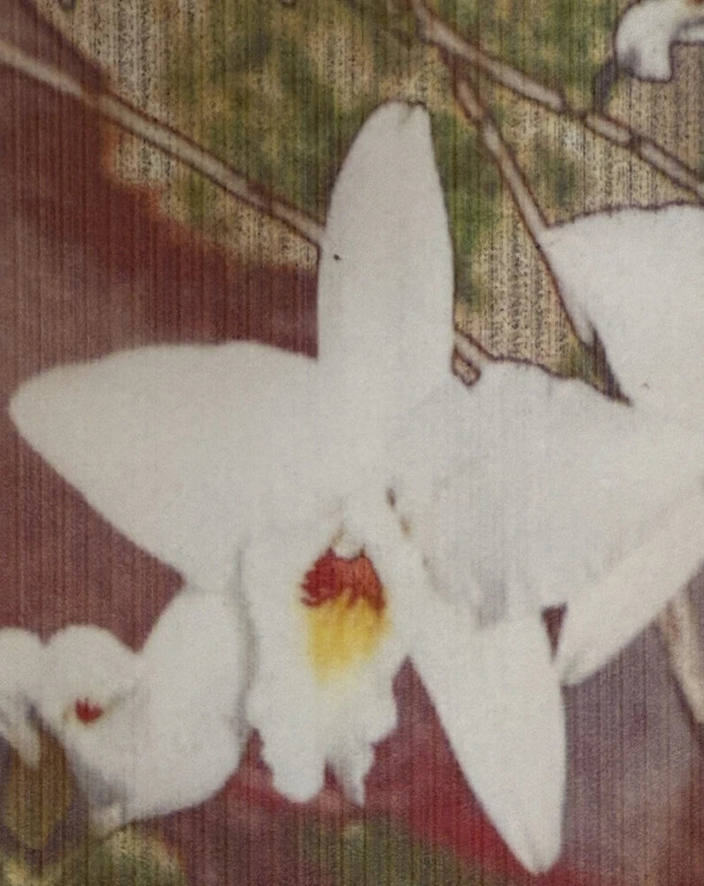 White orchid flowers with yellow and red centers, full blooms