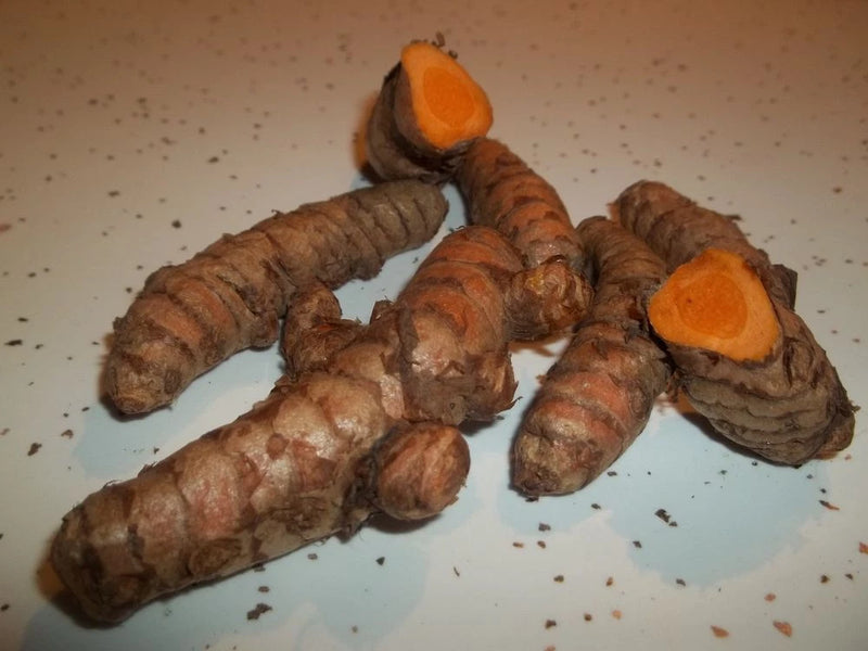 8 live Turmeric (Curcuma Longa) roots to plant or eat, USA seller Flowering Plants